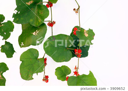 Yamaha strawberry on a wineglass Yamaha strawberry on a wineglass 3909652