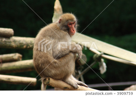 Japanese macaques Japanese macaques 3909759