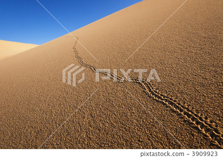 動物足跡 3909923