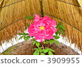 Cold button 3909955