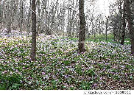 臨時花園 3909961