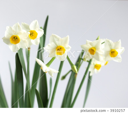 Narcissus flower 3910257