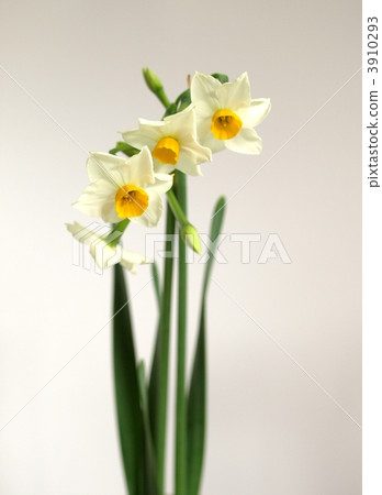 Narcissus flower in the room, Japanese daffodil flower on white background, background material of daffodil flower 3910293