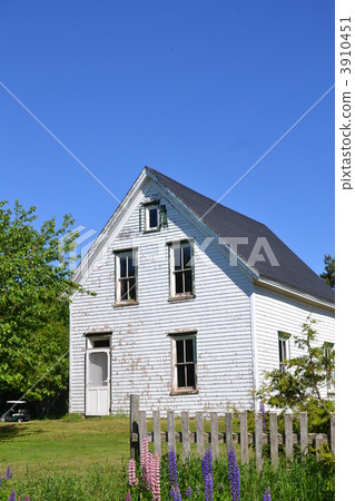 green roof, prince edward island, lupine 3910451