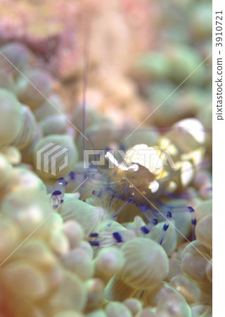 海葵魚蝦 3910721