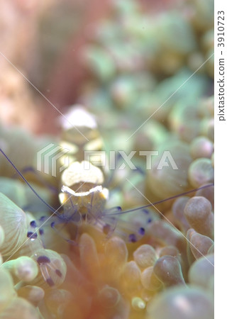 海葵魚蝦 3910723