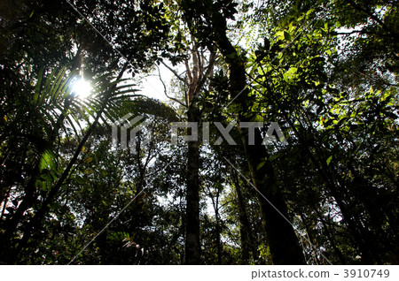 Kinabalu National Park Kinabalu National Park 3910749