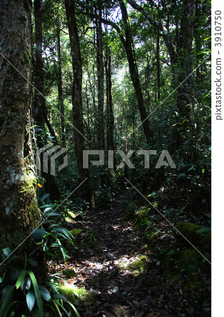 Kinabalu National Park Kinabalu National Park 3910750