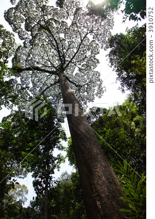 Kinabalu National Park Kinabalu National Park 3910752