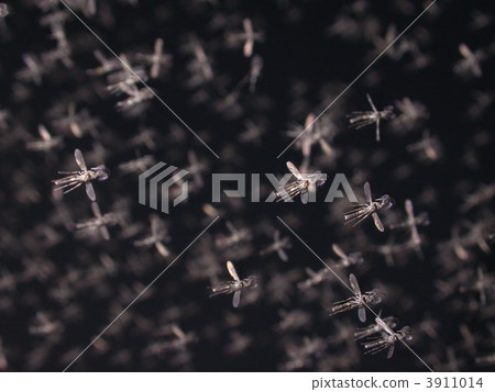 biting louse, aphid, aphids 3911014