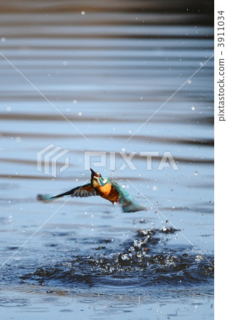 在翠鳥沐浴 3911034