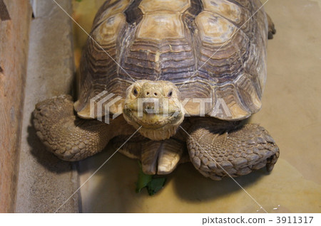 Tortoise 3911317