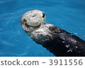放鬆海獺 3911556