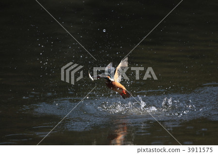 common kingfisher, kingfisher, wild bird 3911575