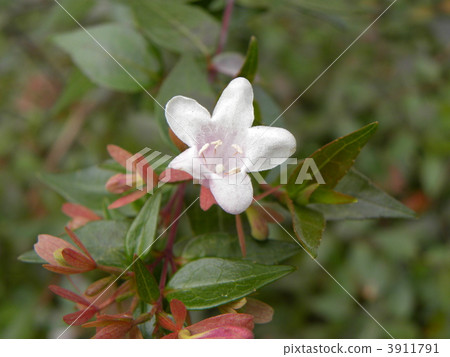 街道樹木在冬天Abelia的花萼和芽和瘋狂的花 3911791