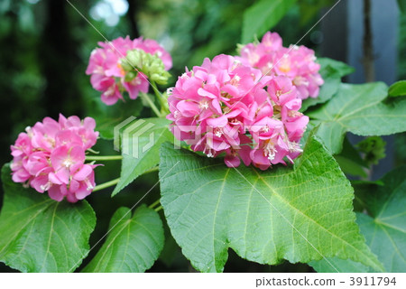 "Tropical Hydrangea" Dombeya 'Seminole' [Kyoto Prefectural Botanic Garden] 3911794