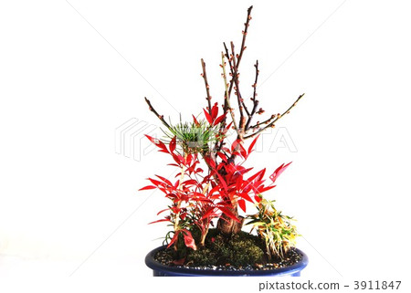 秋葉·新年盆景南部天空的橫向位置·松竹美壽 3911847