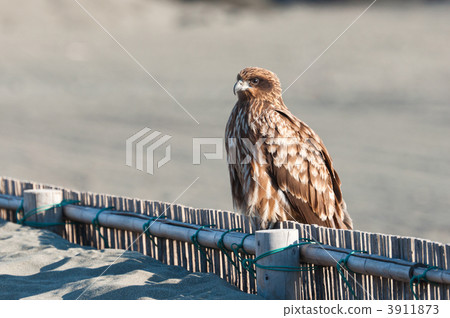 Stopped Tobi 3911873