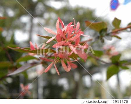 Aberia's calyx piece which can be regarded as a flower of a street tree in winter Aberia's calyx piece which can be regarded as a flower of a street tree in winter 3911876