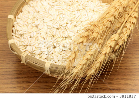 小麥和小麥 3911937