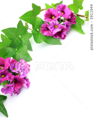 Primula and Ivy 3911944