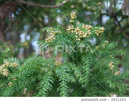 雪松花 杉葉 日本柳杉 3912101