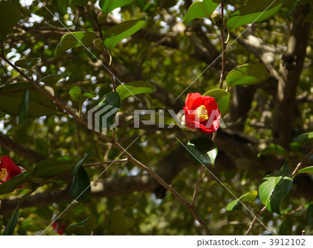 camellia japonicflower, Red Flower, camellia 3912102