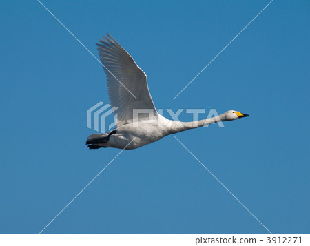 Great swans 3912271