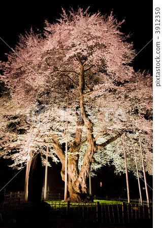 Light up cherry blossoms 3912350