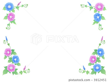 2 color morning glory 2 color morning glory 3912451