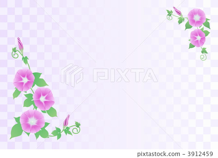 粉紅色的牽牛花 3912459