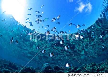 black pyramid butterfly fish, oriental butterflyfish, tropical fish 3912736