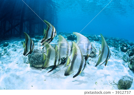longfin batfish, skin diving, saltwater fish 3912737