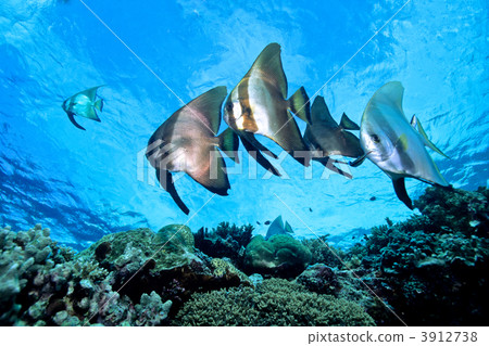 longfin batfish, saltwater fish, diving 3912738