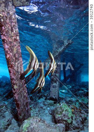 尖翅燕魚 淺灘 碎石 3912740