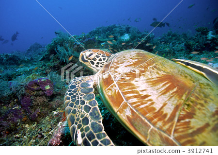 green sea turtle, chelonia mydas, carapace 3912741