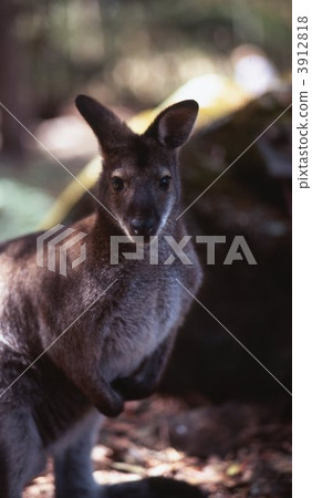 Kangaroo Kangaroo 3912818