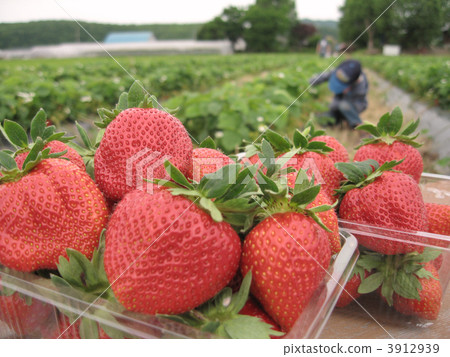 Strawberry field (sideways) Strawberry field (sideways) 3912939