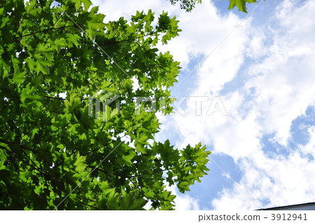 楓葉 紅楓 夏季天空 3912941