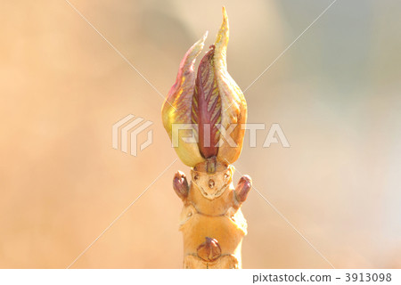 葉疤和冬芽的面部表情 3913098