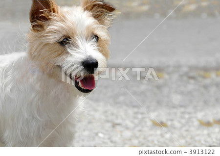 Jack Russell Terrier Jack Russell Terrier 3913122