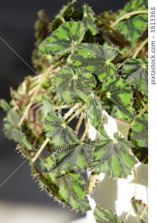 cleopatra, foliage plant, deep green color 3913368