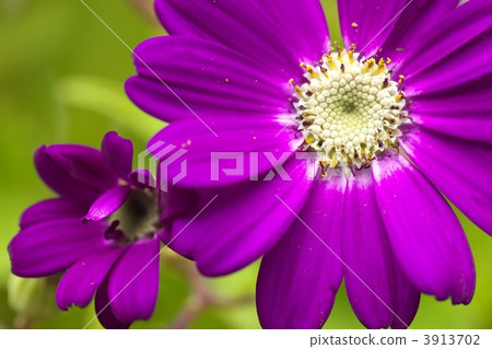 瓜葉菊 3913702