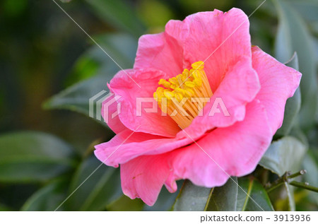 camellia, japanese camellia, spring 3913936
