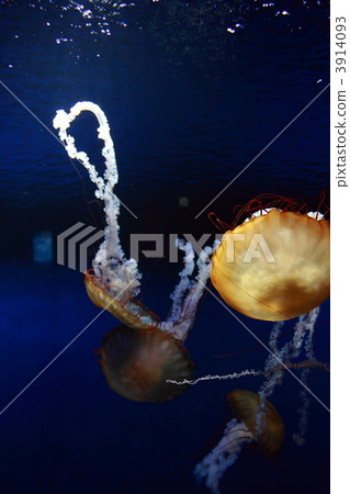 Enoshima Aquarium's Jellyfish II Enoshima Aquarium's Jellyfish II 3914093
