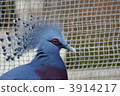 維多利亞冠鳩 3914217