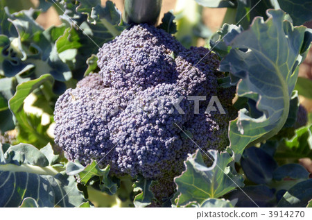 broccoli broccoli 3914270