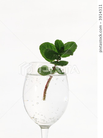 Glass water and mint Glass water and mint 3914311