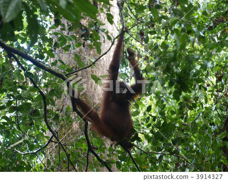 野生猩猩 3914327