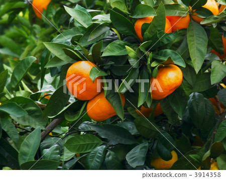 橘子 3914358